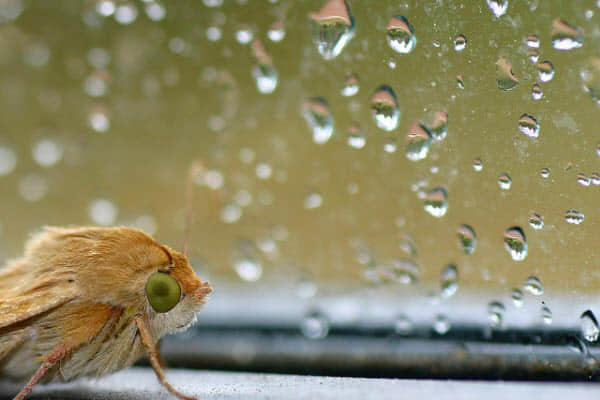 rain and moth Rainy Day Photography: 35 Dazzling Examples