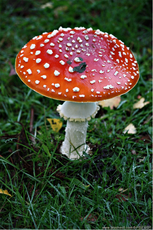 30张漂亮的野蘑菇微距摄影