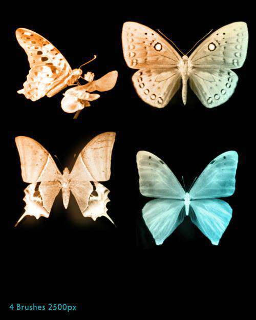4种漂亮的真实蝴蝶PS笔刷素材下载