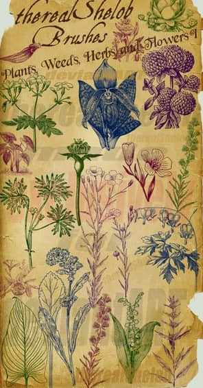 素描手绘植物花草树木笔刷素材