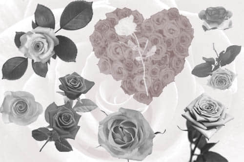 真实的玫瑰花花朵Photoshop笔刷素材
