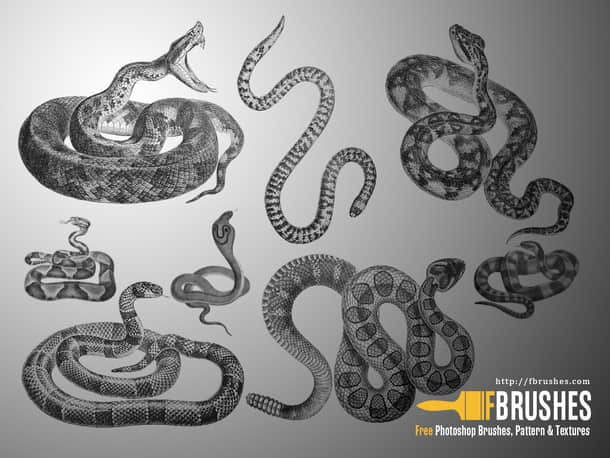 毒蛇、眼镜蛇、银线蛇、响尾蛇Photoshop蛇笔刷素材