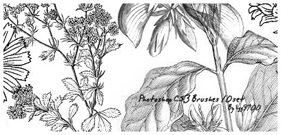漂亮的手绘素描式植物花纹图案PS笔刷素材下载