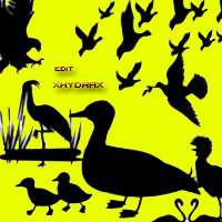 野鸭、飞鸟、大雁轮廓剪影图案PS笔刷素材
