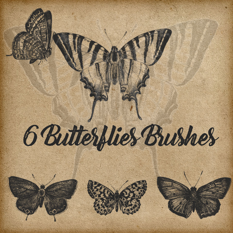 6种蝴蝶样本、蝴蝶标本图案Photoshop笔刷素材下载