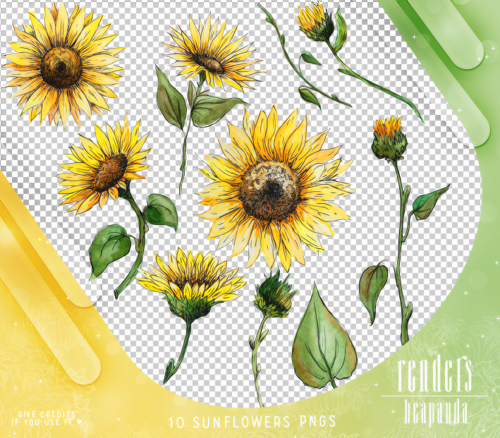 手绘太阳花、向日葵图形PS笔刷素材（PNG格式）