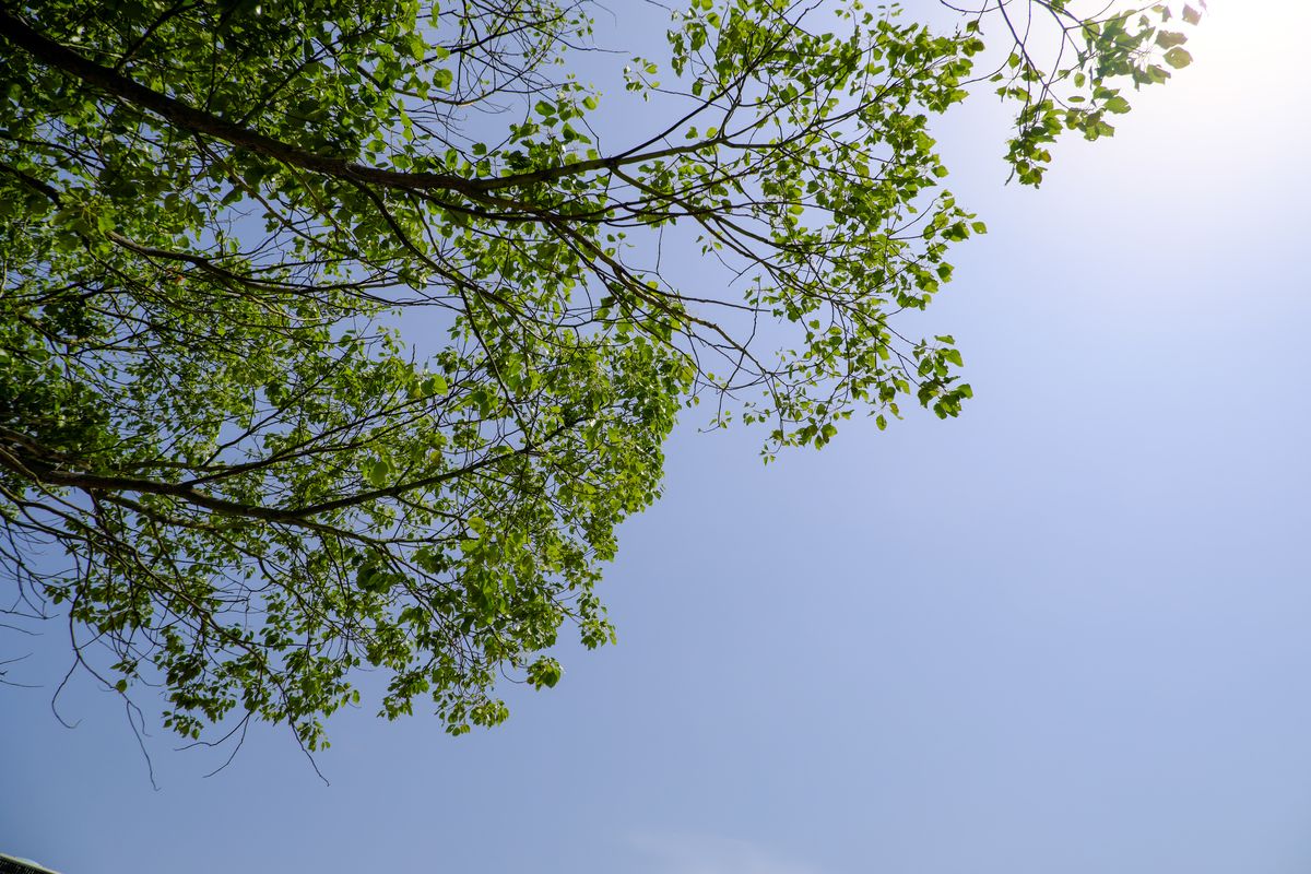 蓝天下的树荫背景  -  超4K照片免费下载