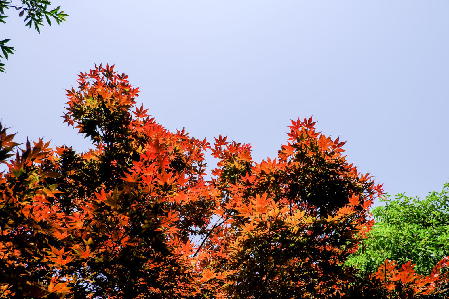 枫叶、红色枫叶背景图片 - 免费商用照片下载