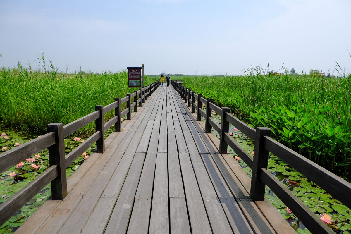 湿地芦苇旁木板走廊照片